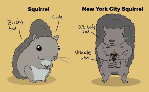 http---mashable.com-wp-content-gallery-new-york-city-animals-and-animals-everywhere-else-Squirrels